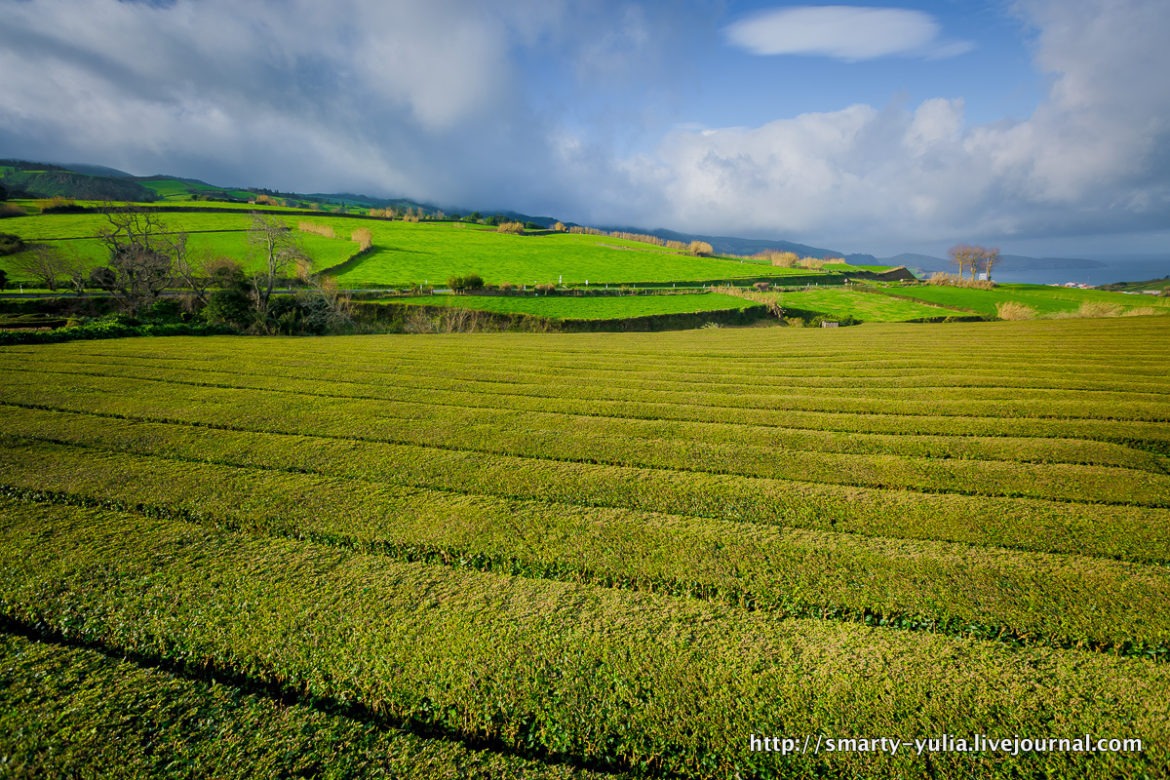 Чайная плантация Горреана на острове Сан-Мигель