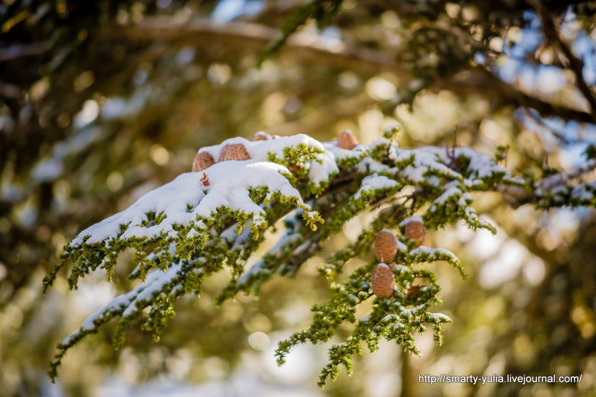 Кипр — горнолыжный курорт