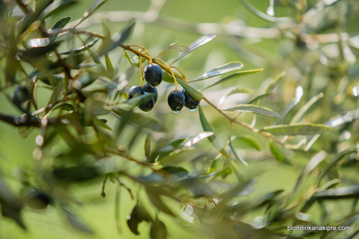 Афиша Кипра 2019 февраль