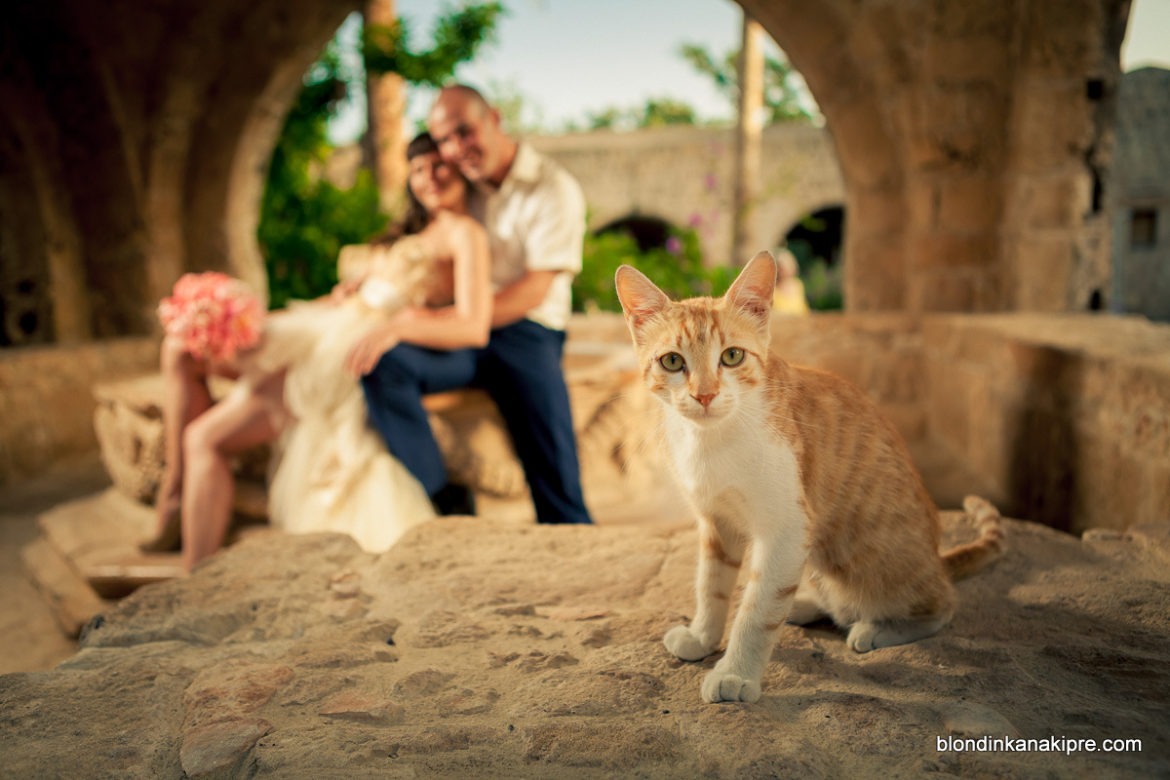 Коты на Кипре: киприоты приручили кошек еще до египтян!