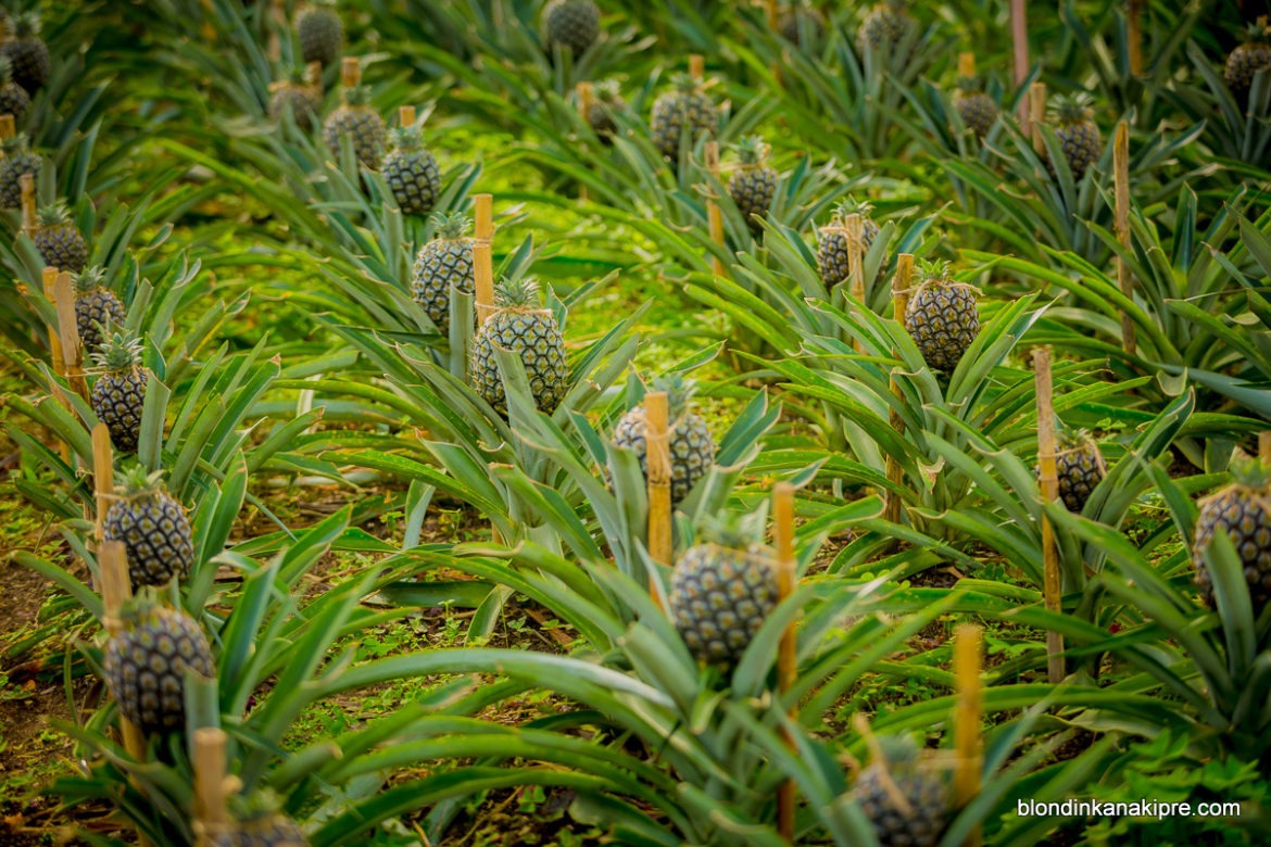 Как растет ананас