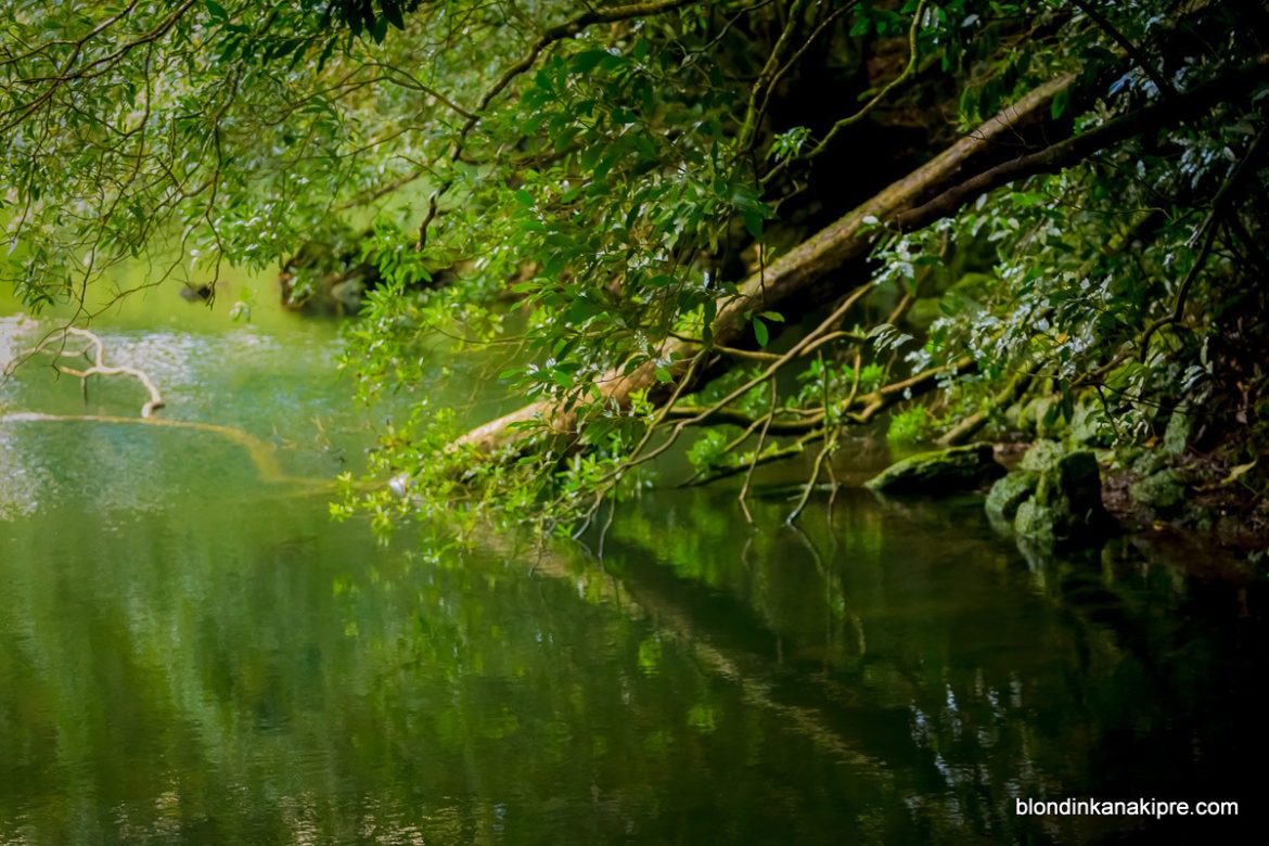 Азоры озеро Конгро, коровки