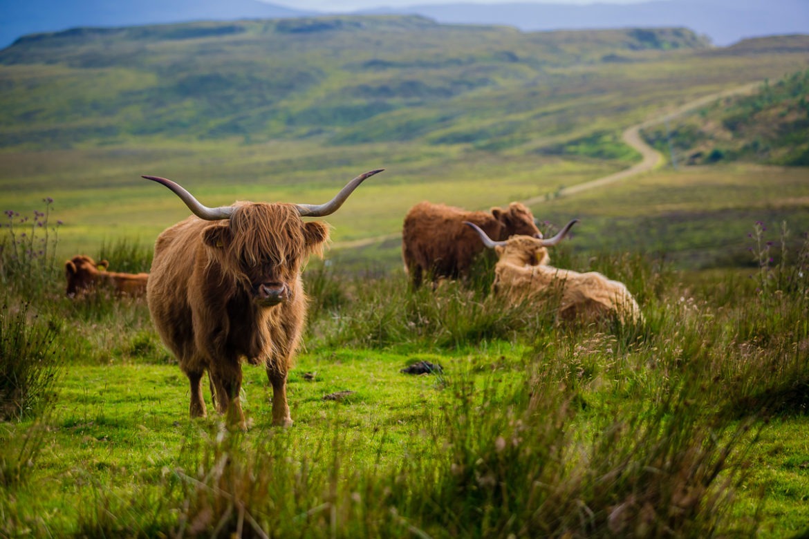 Поездка в Шотландию на автомобиле