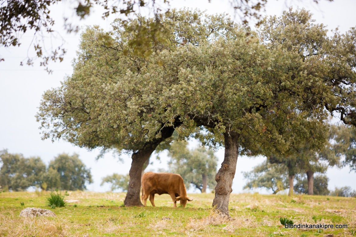 Ещё один день из жизни ассистента-киприота, -финал истории