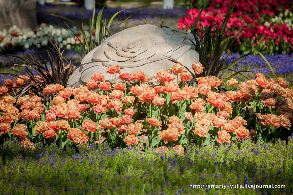 photo 2014-04-18-AgiaSofia-tulips-bazaar-0142.jpg