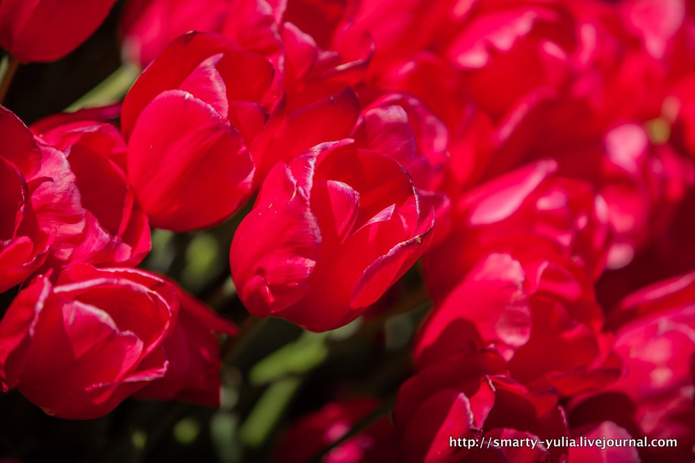  photo 2014-04-18-AgiaSofia-tulips-bazaar-0150.jpg