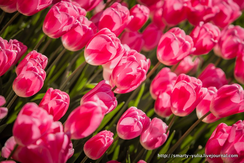  photo 2014-04-18-AgiaSofia-tulips-bazaar-0152.jpg