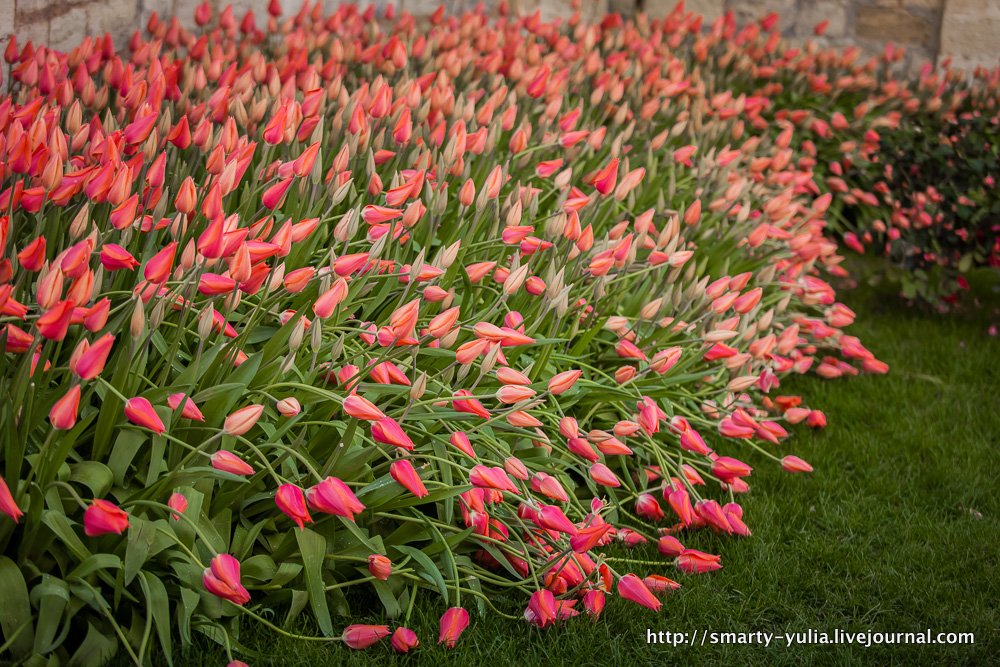  photo 2014-04-18-AgiaSofia-tulips-bazaar-0159.jpg