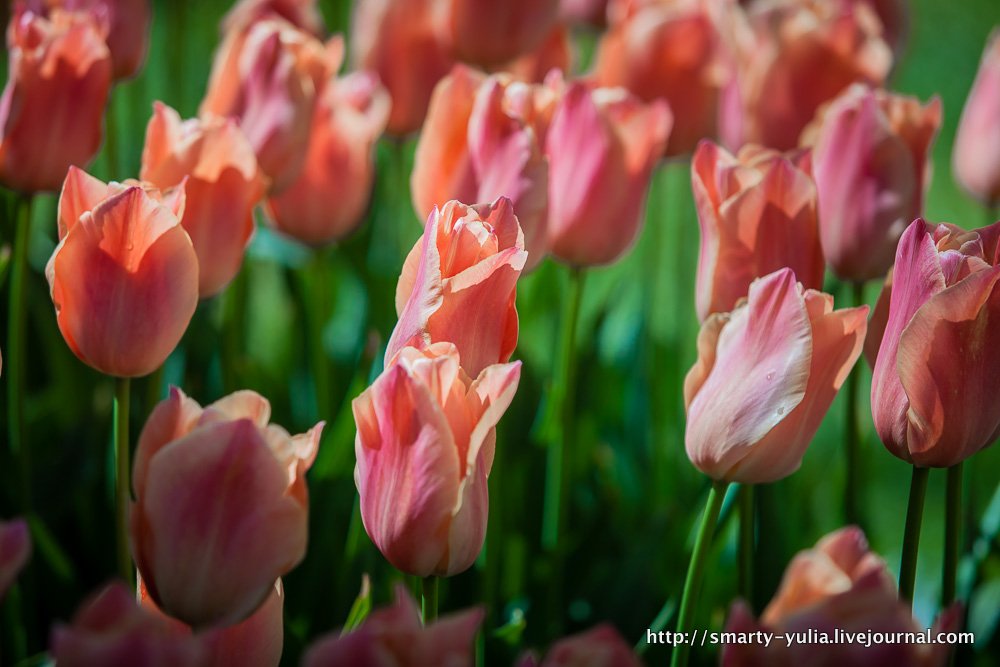  photo 2014-04-18-AgiaSofia-tulips-bazaar-0165.jpg