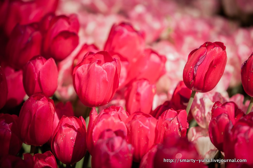  photo 2014-04-18-AgiaSofia-tulips-bazaar-0168.jpg