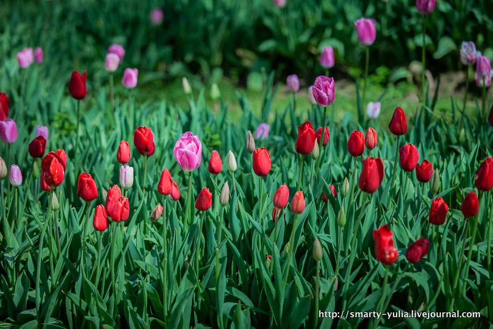  photo 2014-04-18-AgiaSofia-tulips-bazaar-0171.jpg