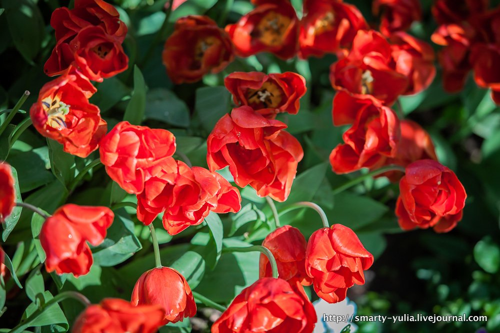  photo 2014-04-18-AgiaSofia-tulips-bazaar-0174.jpg