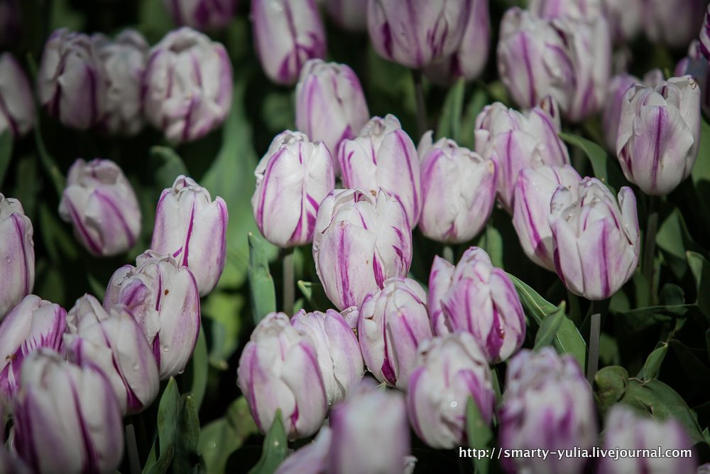  photo 2014-04-18-AgiaSofia-tulips-bazaar-0177.jpg