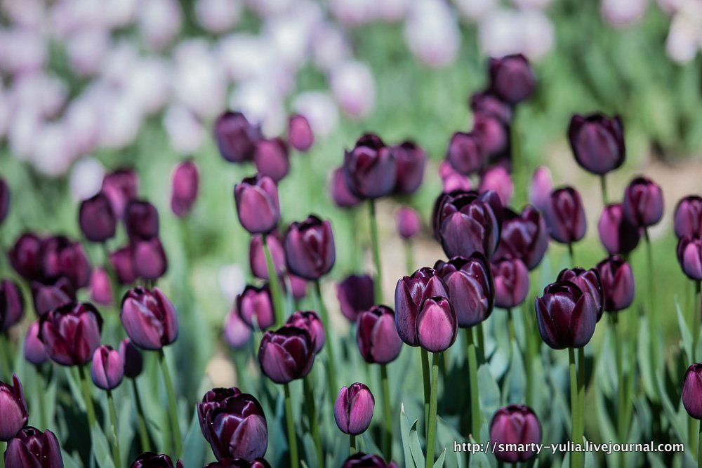  photo 2014-04-18-AgiaSofia-tulips-bazaar-0180.jpg