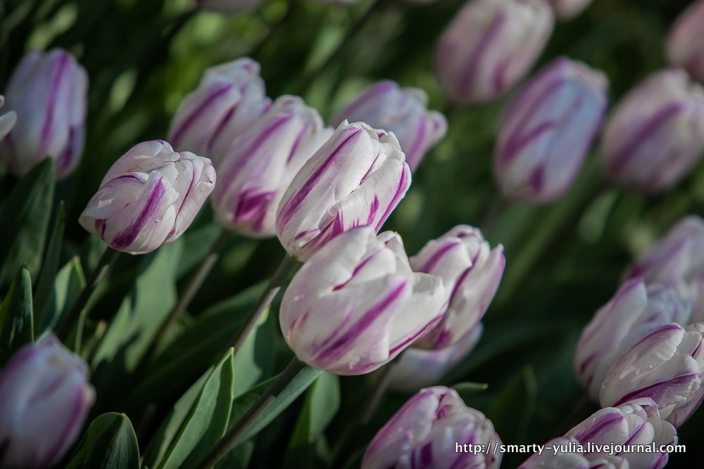  photo 2014-04-18-AgiaSofia-tulips-bazaar-0181.jpg