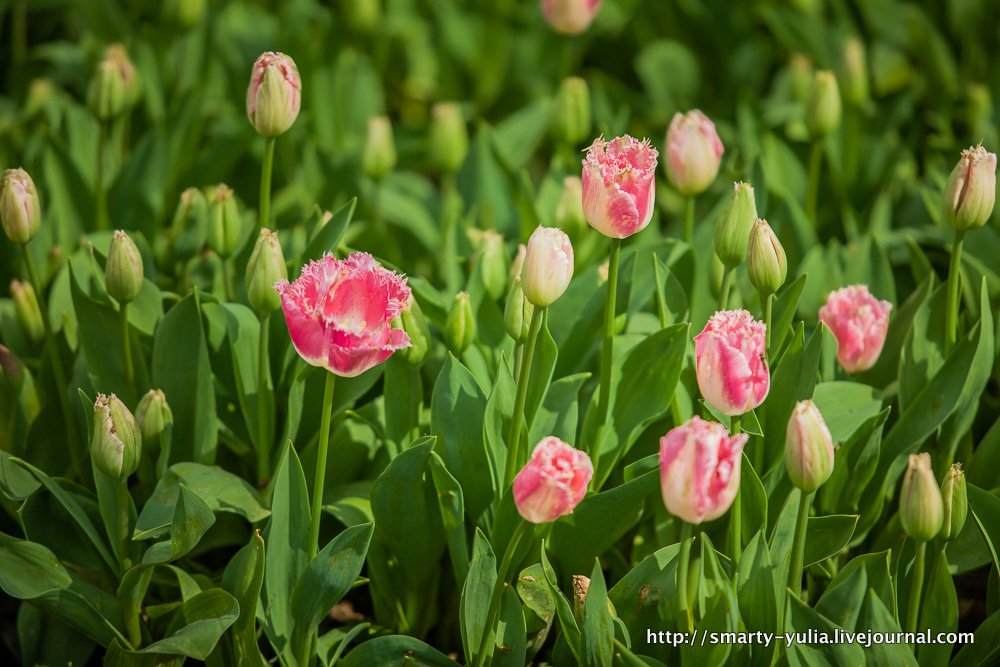  photo 2014-04-18-AgiaSofia-tulips-bazaar-0201.jpg