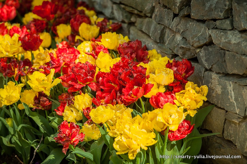  photo 2014-04-18-AgiaSofia-tulips-bazaar-0204.jpg
